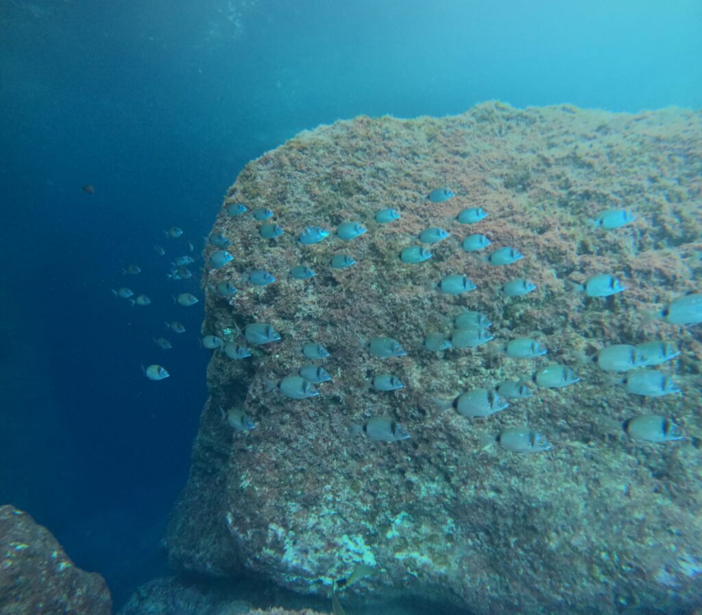 Photo de la faille avec un banc de poissons 