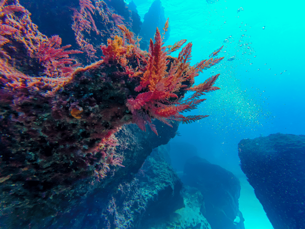 Photo de la faune du site de Qwara