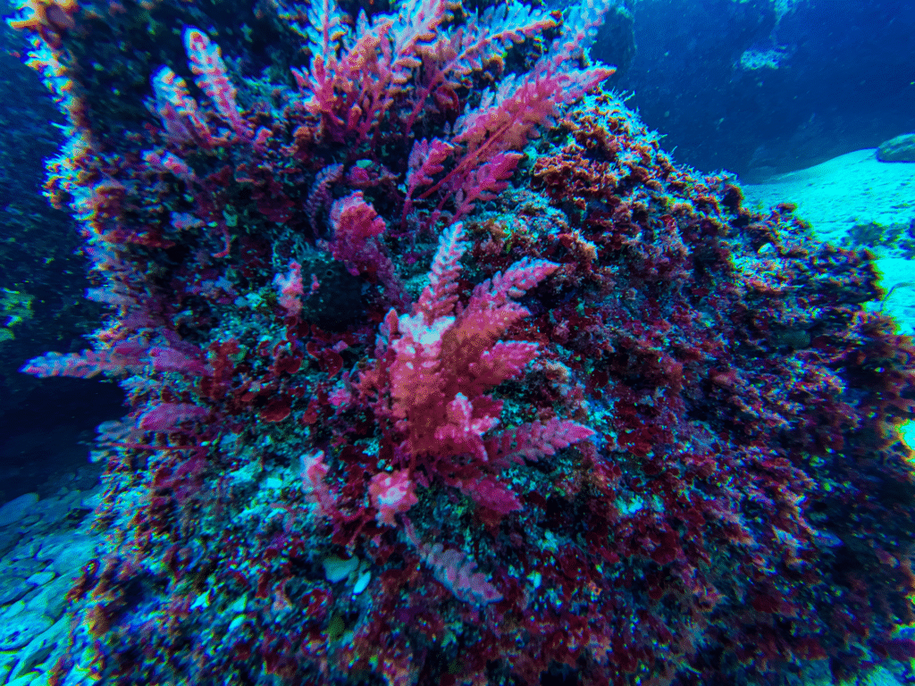 Photo de la faune du site de Qwara